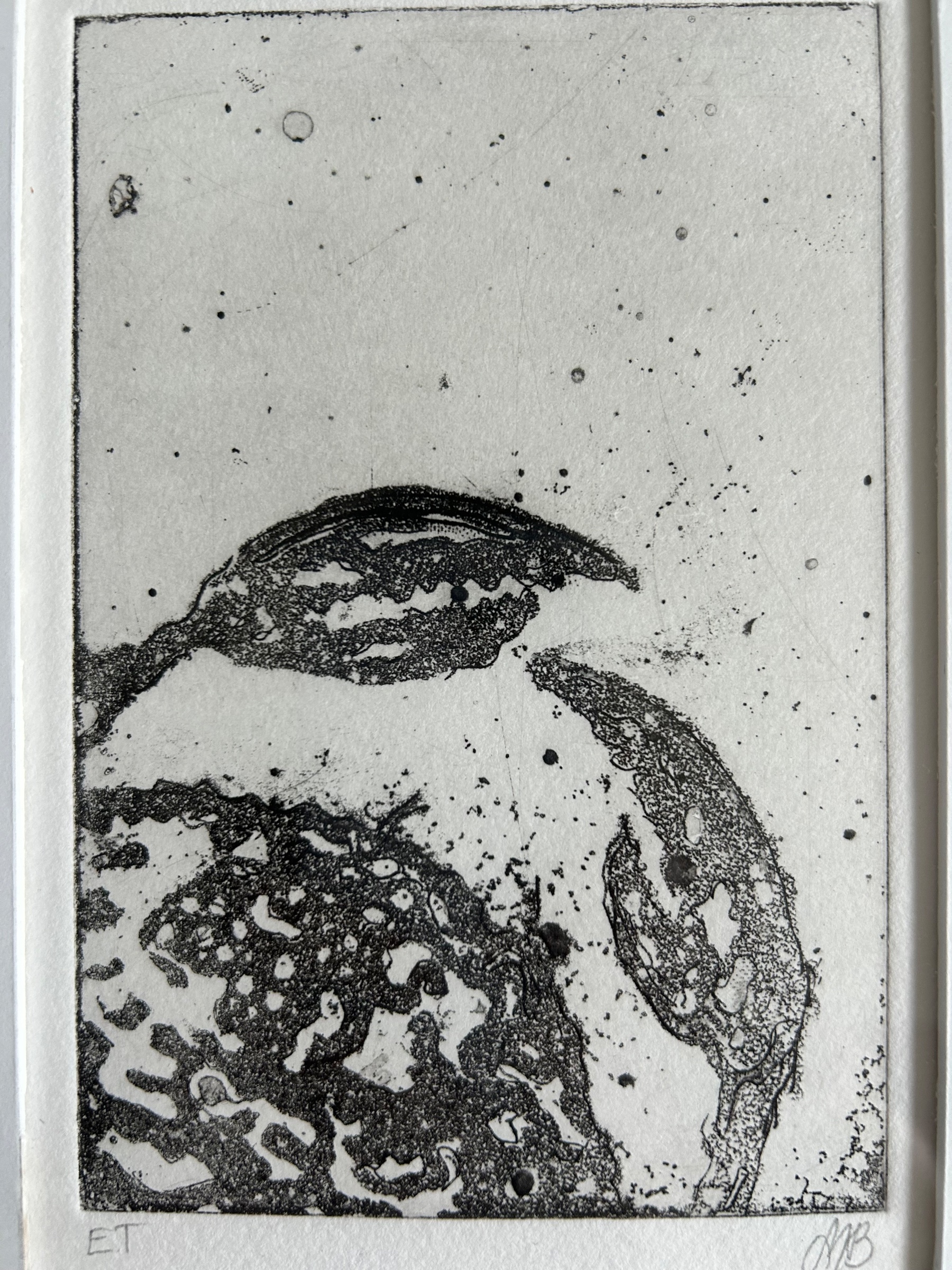 Krabbe – tryk/grafik af Maria Blaaberg