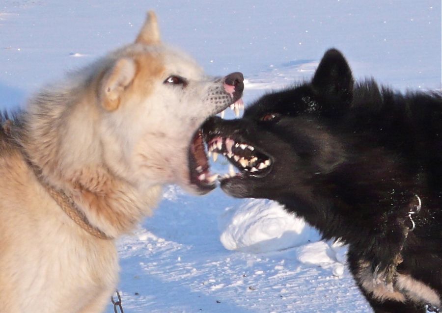 Grønlandske slædehunde