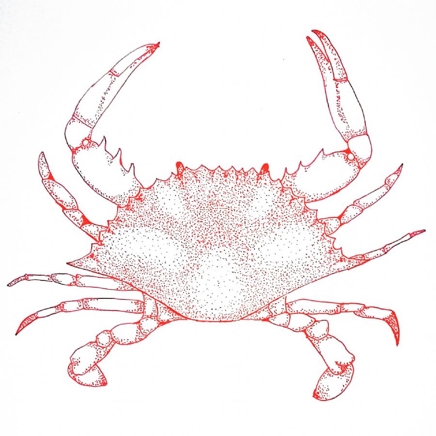Crab