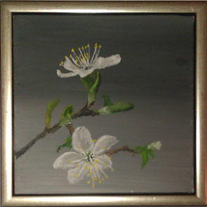 Æbleblomst