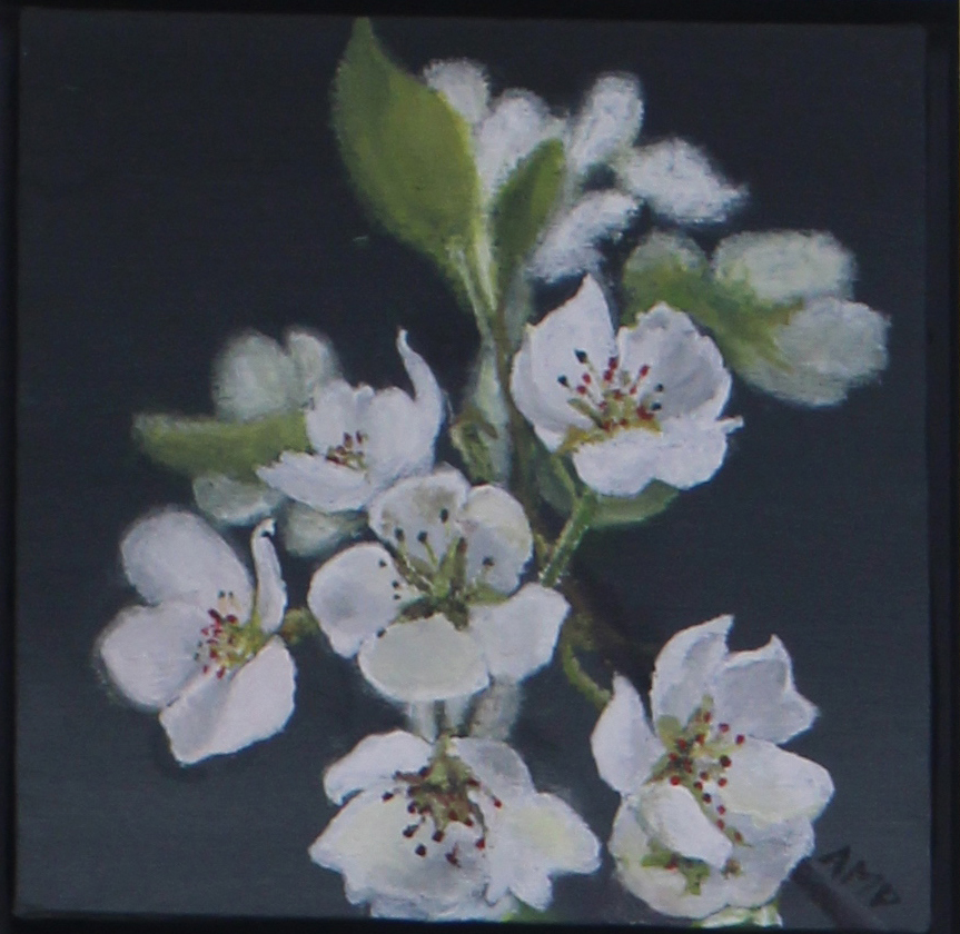 Æbleblomst1