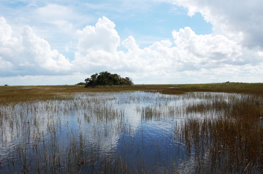 Everglades Nature