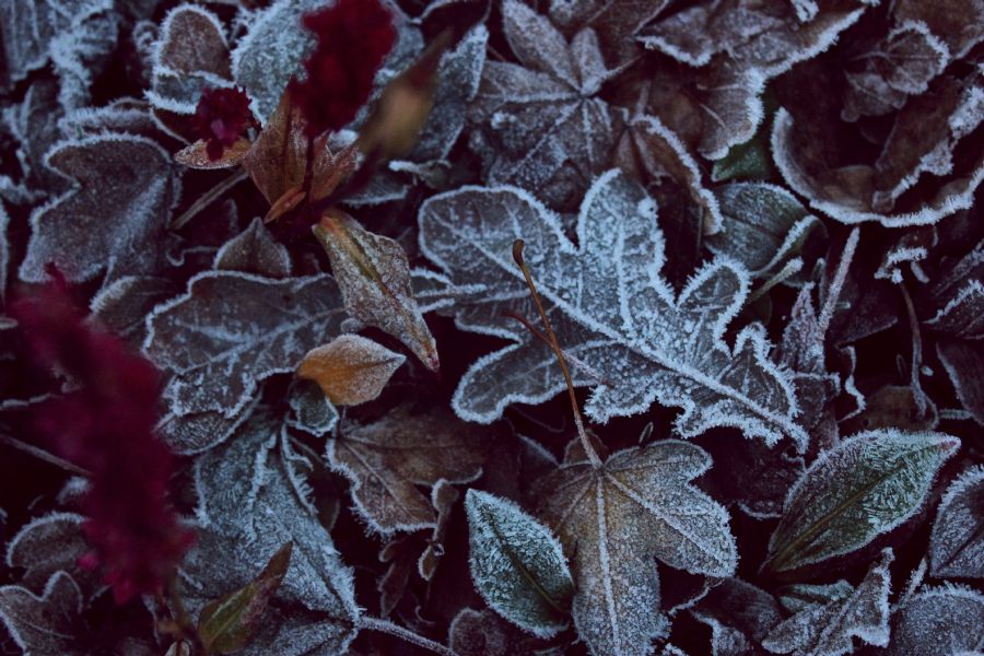 Første frost