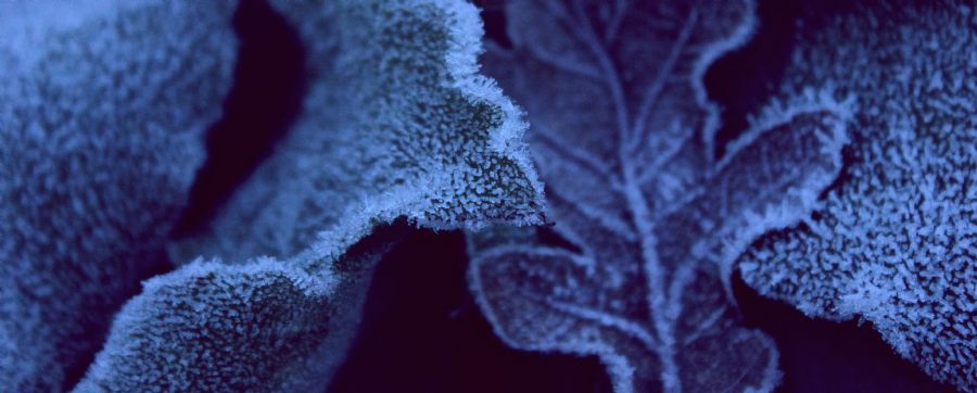 Frost