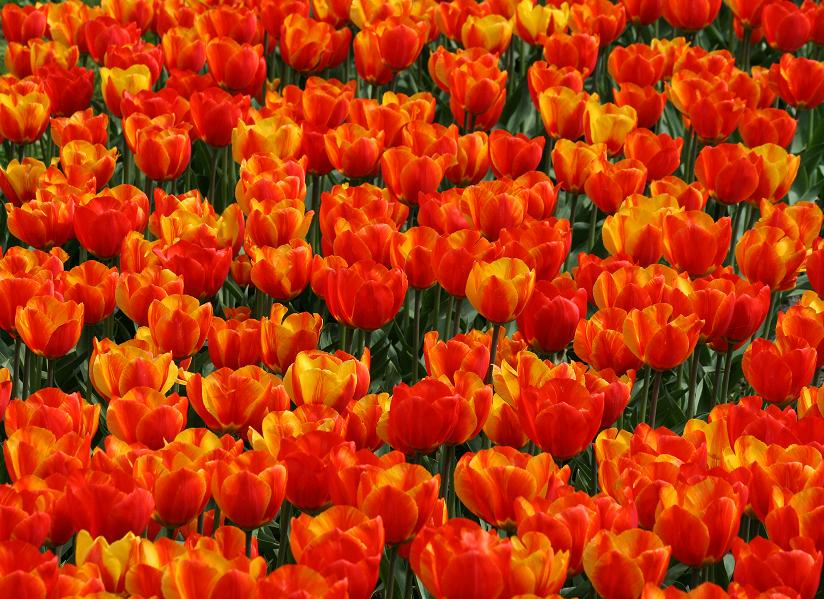Tulipan-tæppe.
