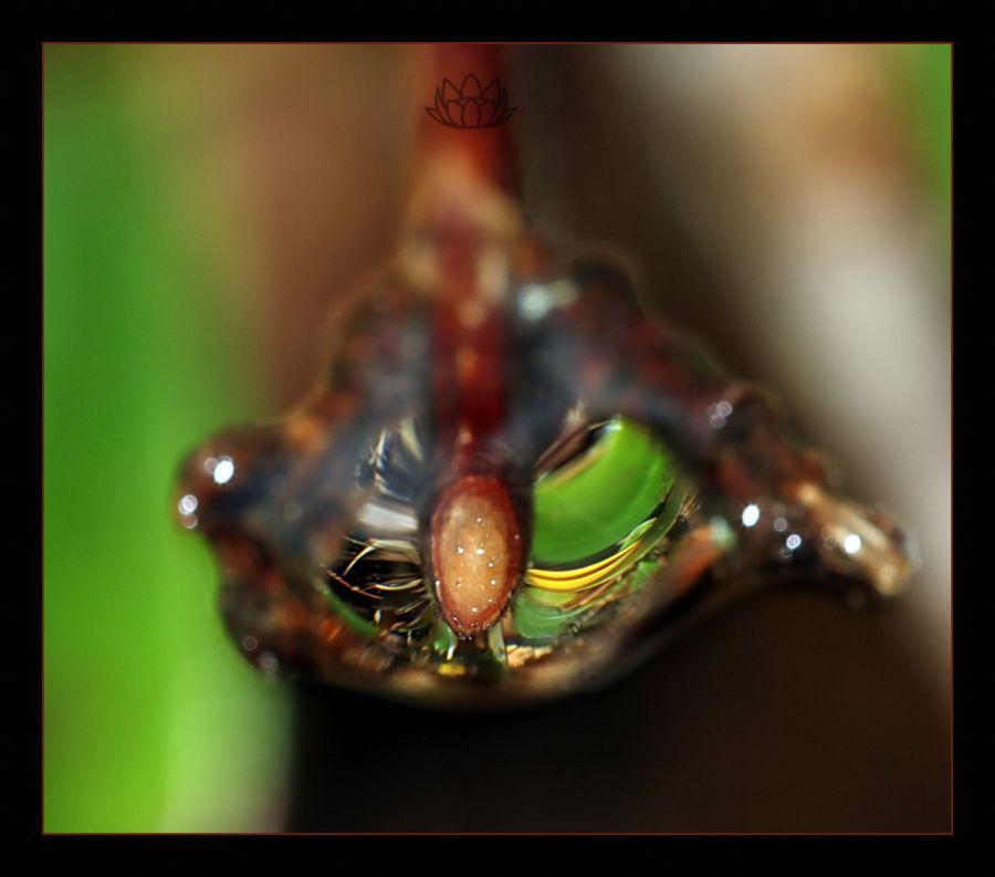 The Drop