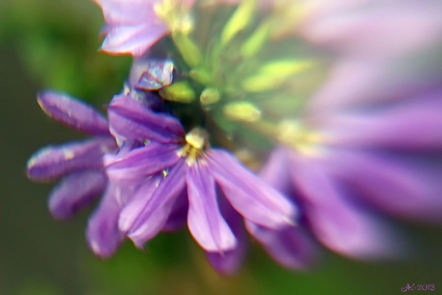 Purple Flower