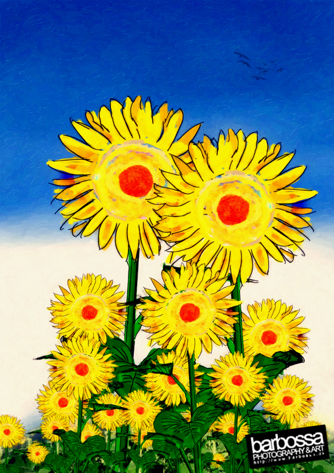 Sunflowers