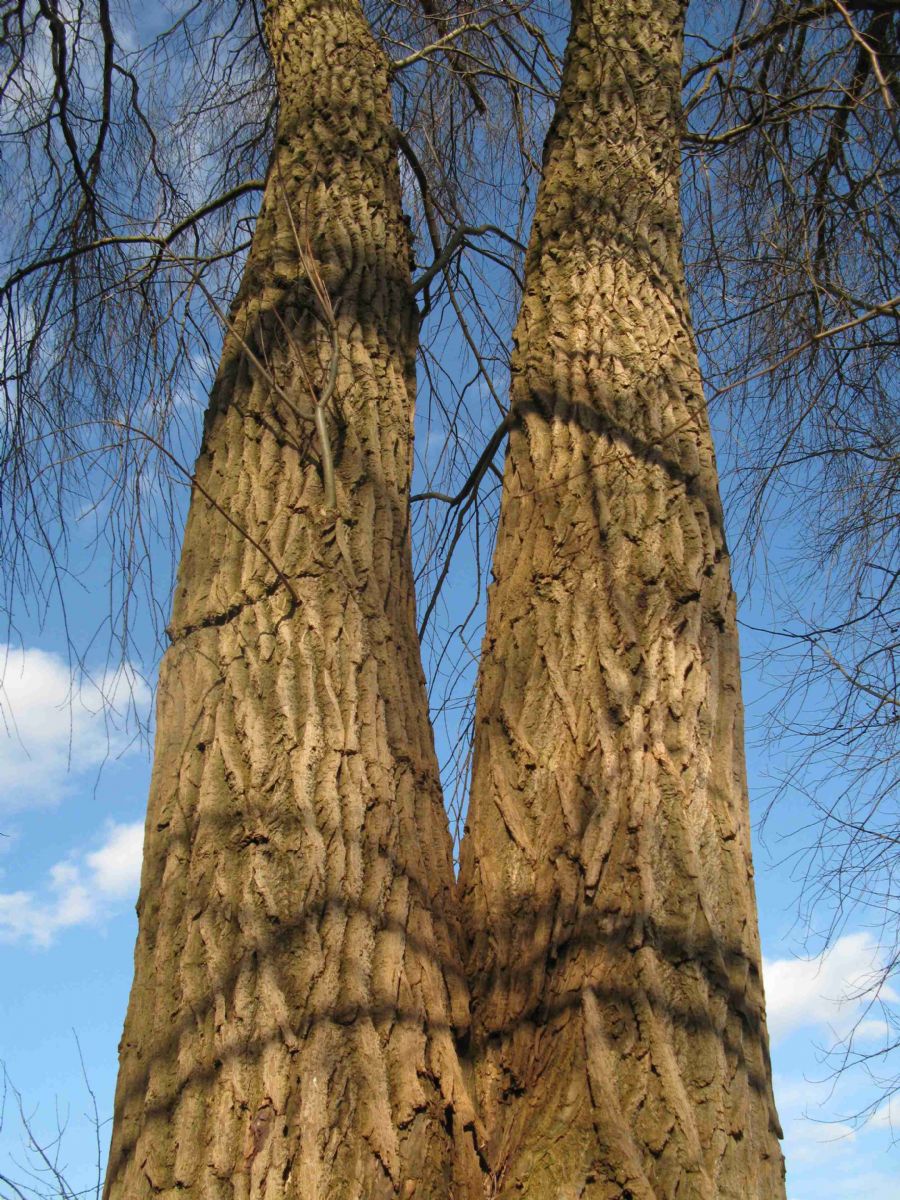 Split