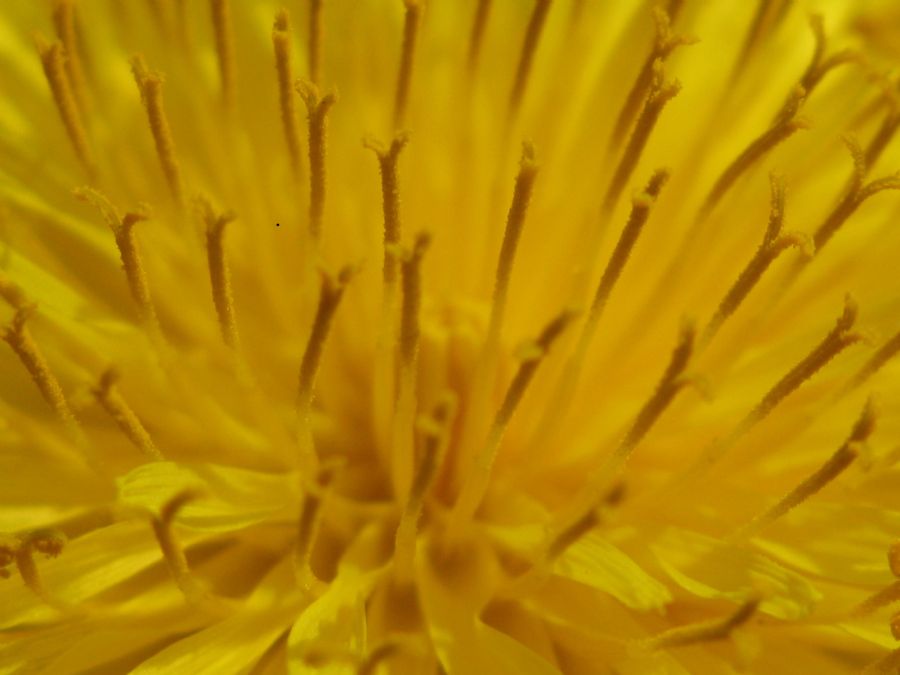 Summer Gold