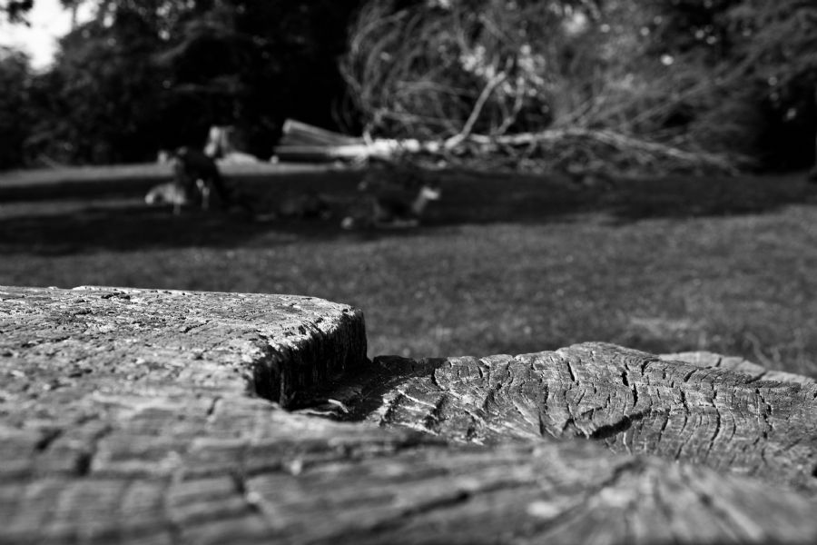 Woods
