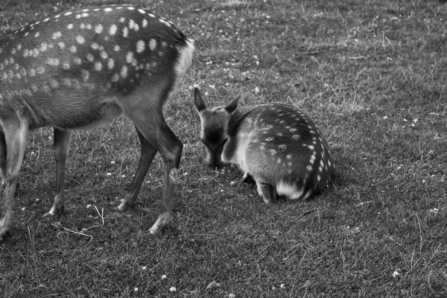 Bambi