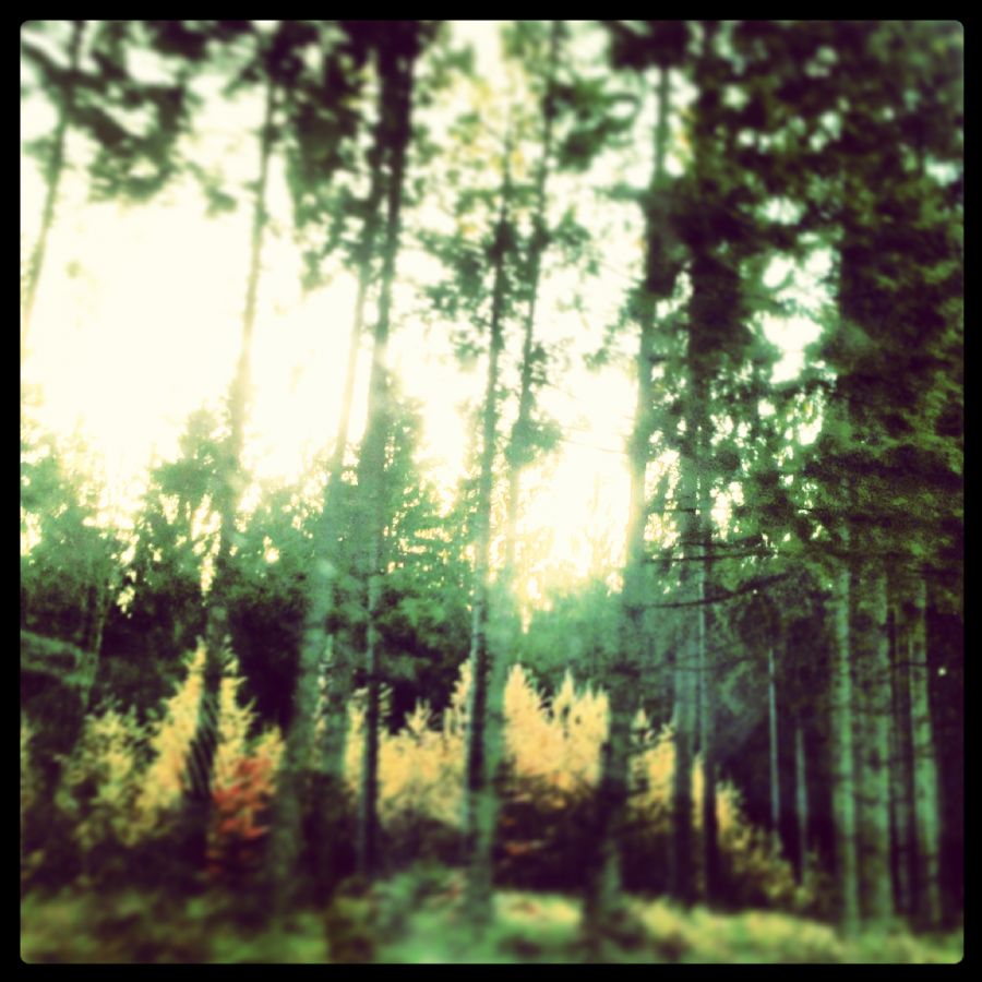 Forest and fairytales