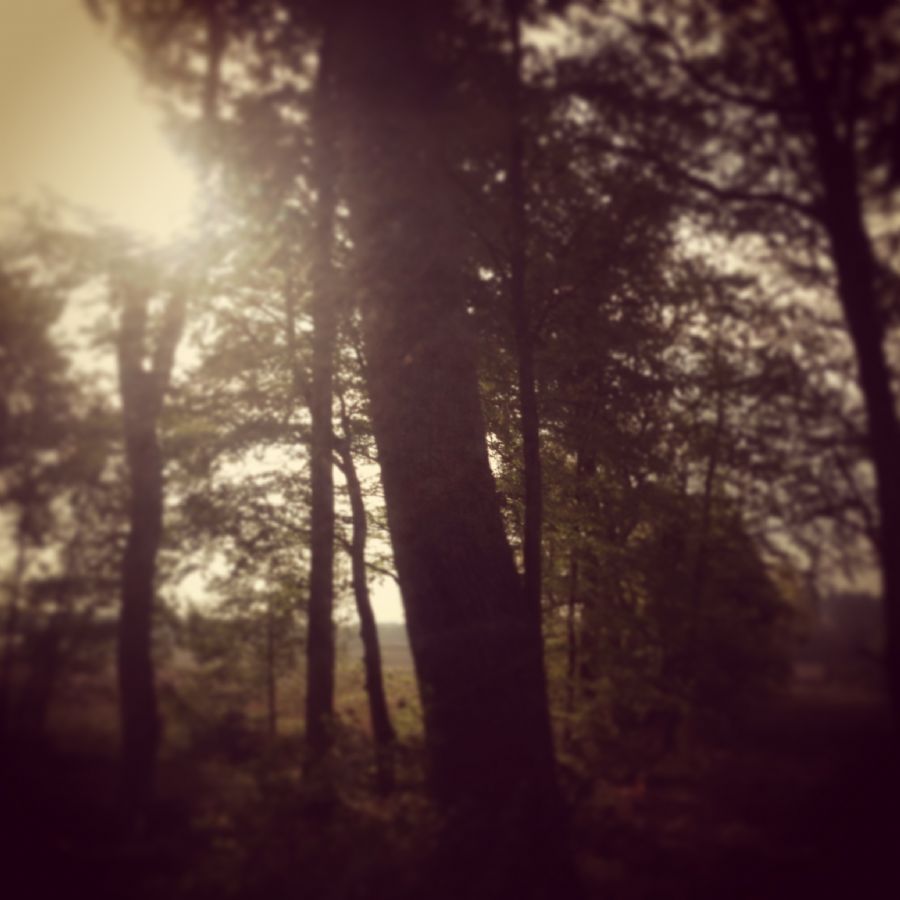 Shining forest
