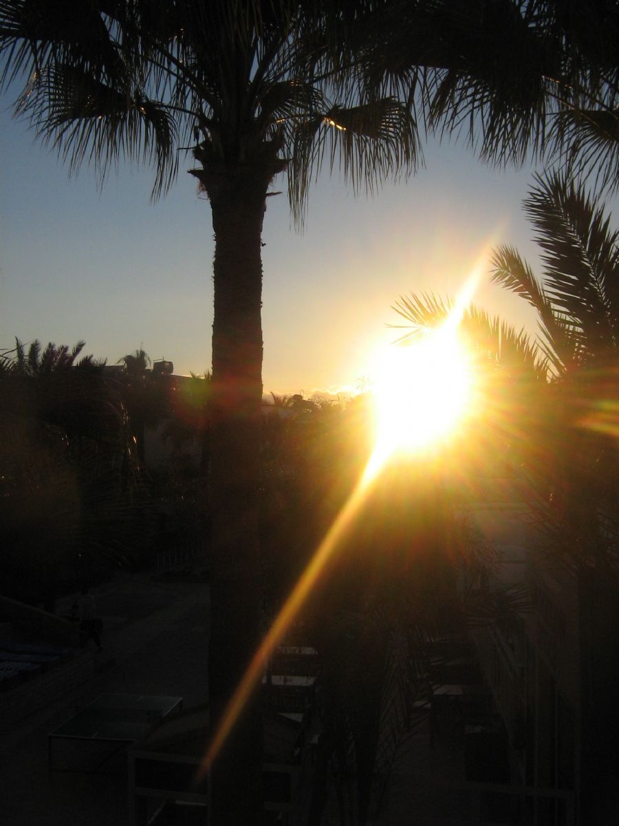 Palm in the sun of Egypt