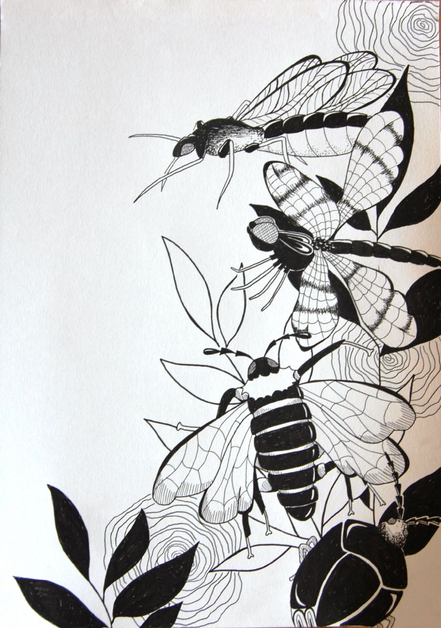 Insekter