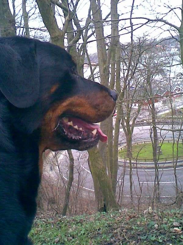 Hunden nyder udsigten – foto af Cbn