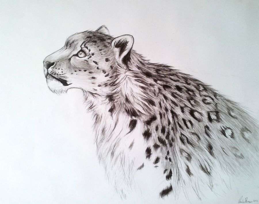 Sneleopard