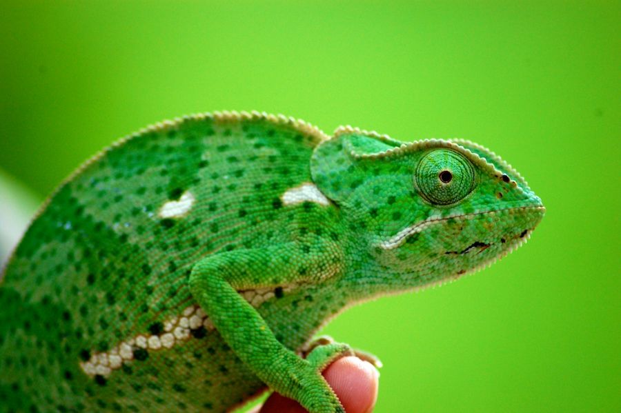 Green as grass
