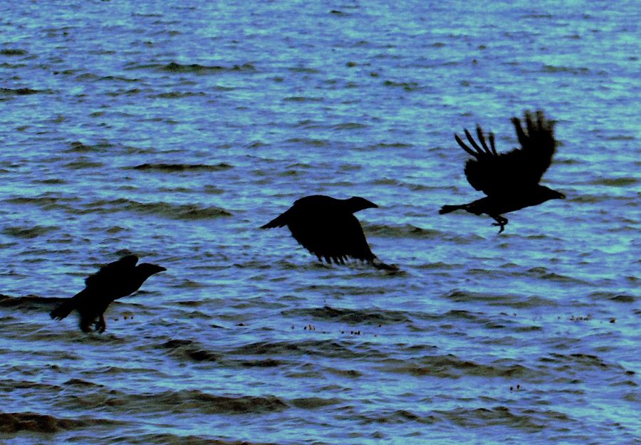 Crows on The beach