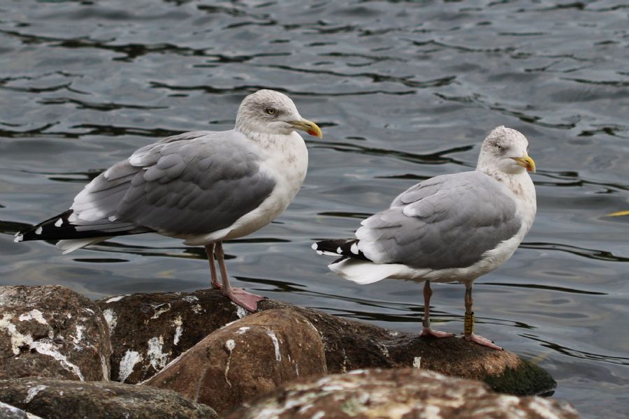 Måger