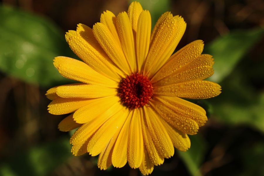 Gul blomst