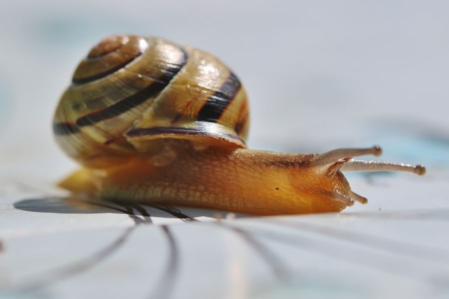 Snegl