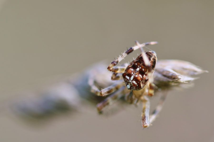 Spider
