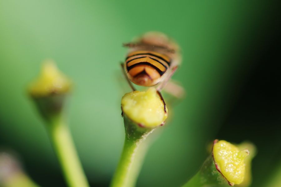 Svirreflue bagfra