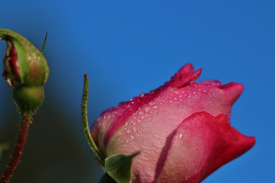 Rose med dråber