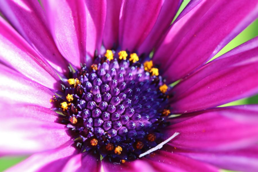African daisy