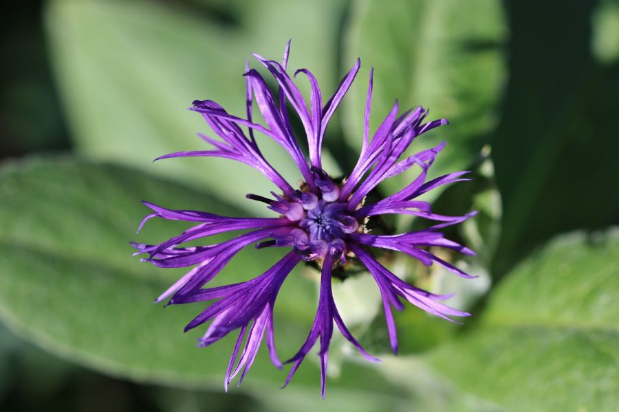 Blå blomst