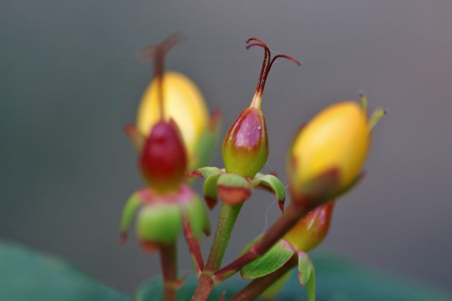 Blomsterskud