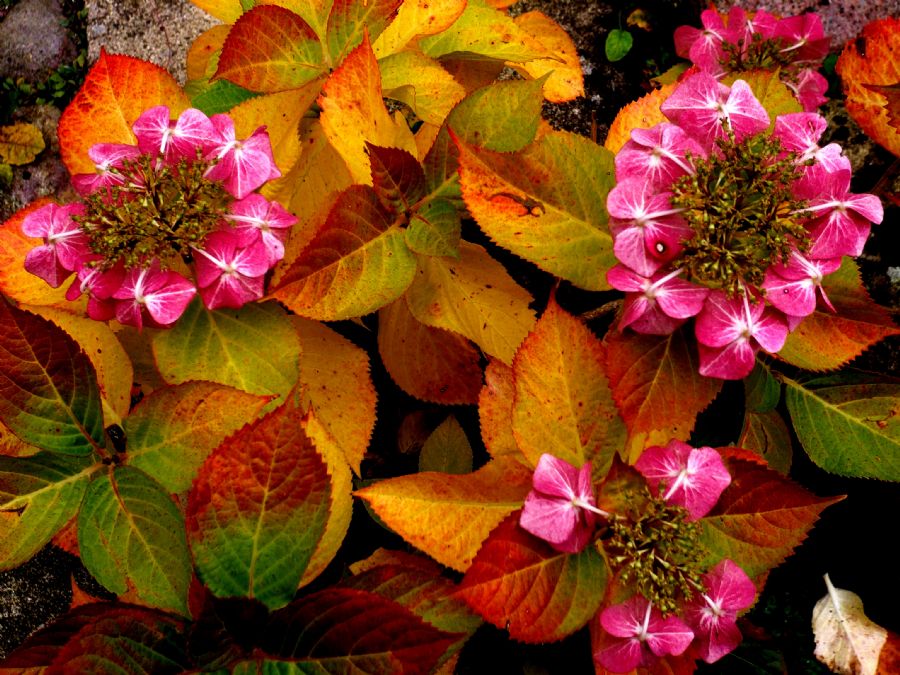 afblomstring