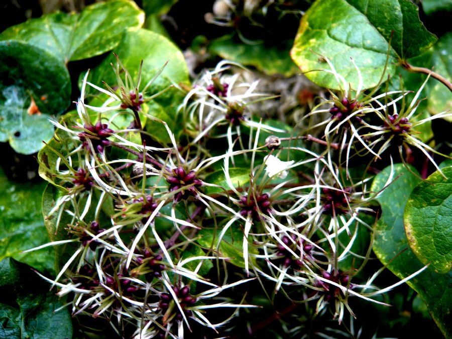 lilla blomstre