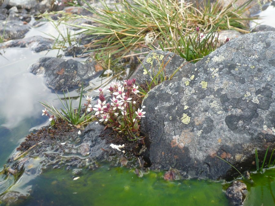 Blomster i Norge