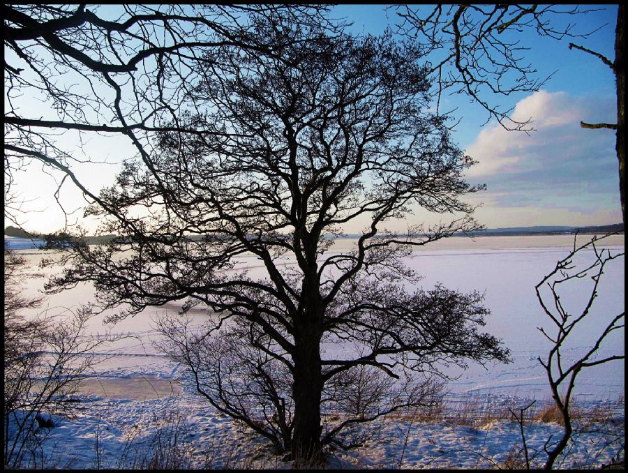 tree