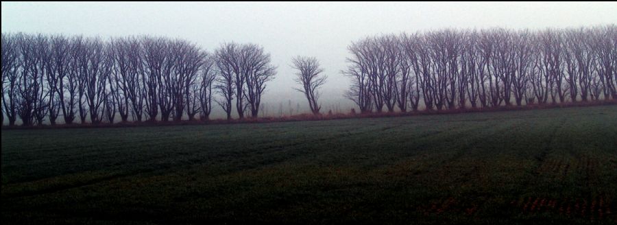 When one tree stands alone