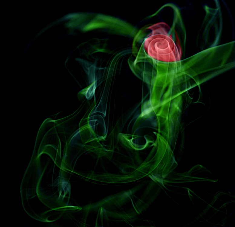 Roses