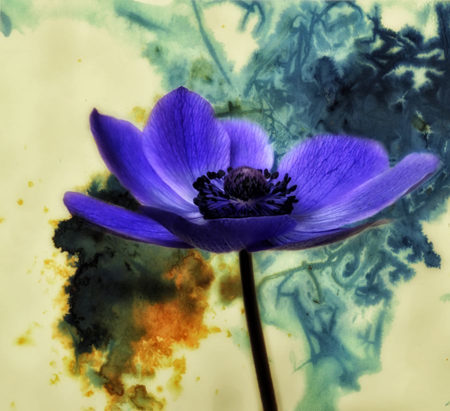Flower of love