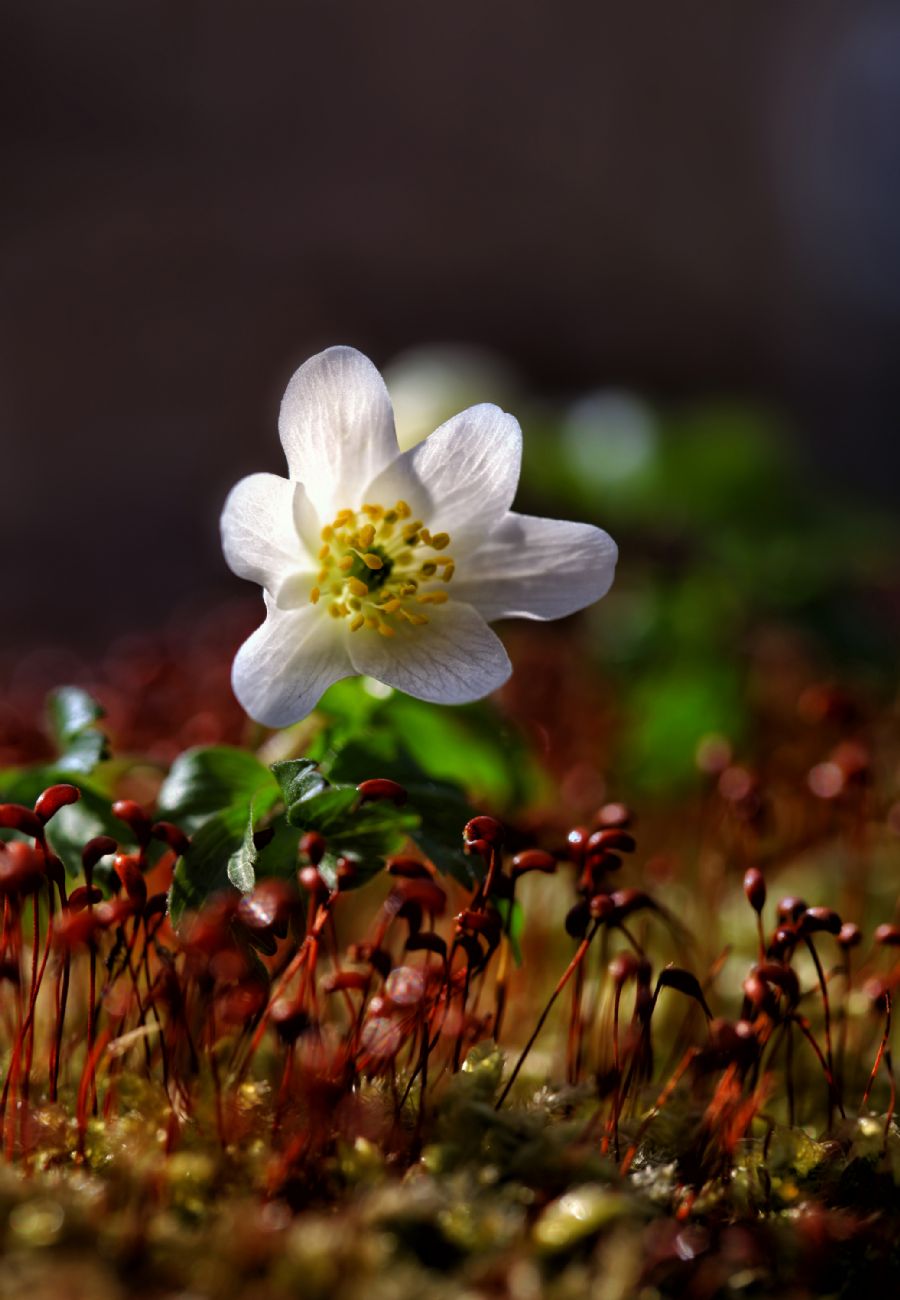 Spring