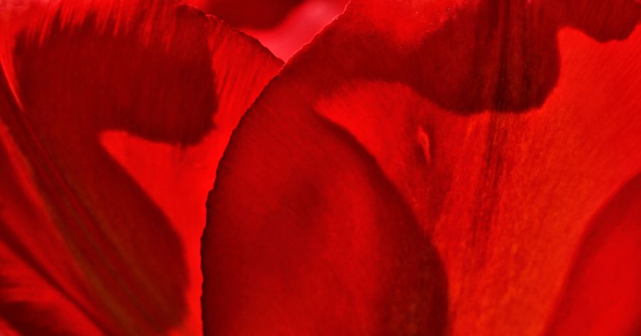 Tulip