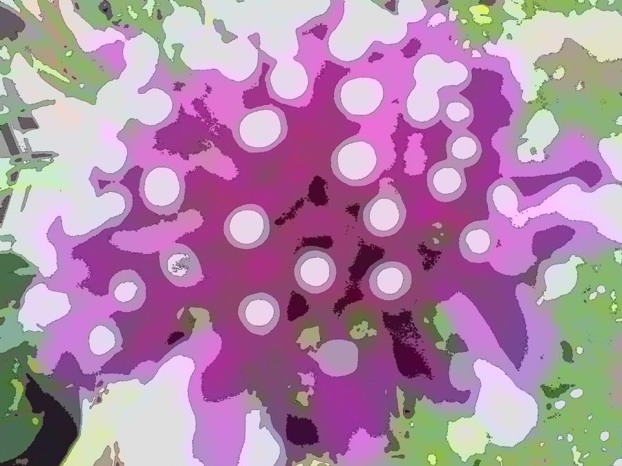 Sommerblomst 1
