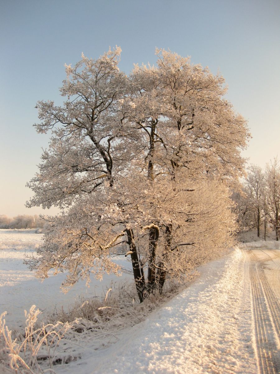 frosne træ