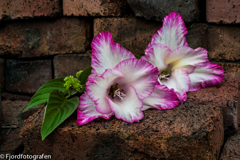Flower on brick