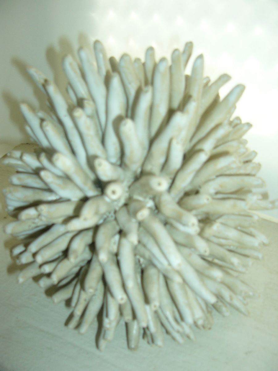 Havplante