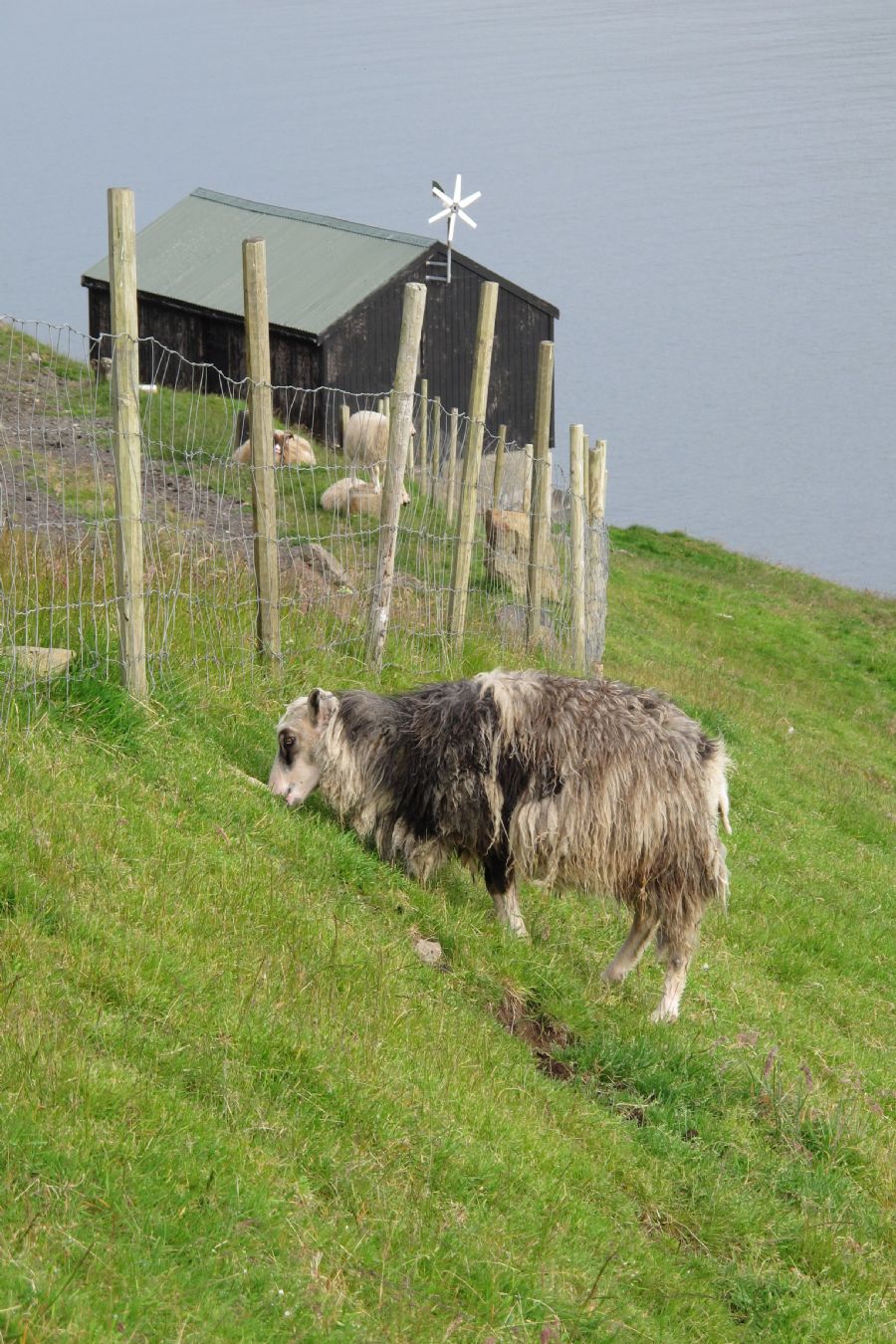 Færøerne 2011/3