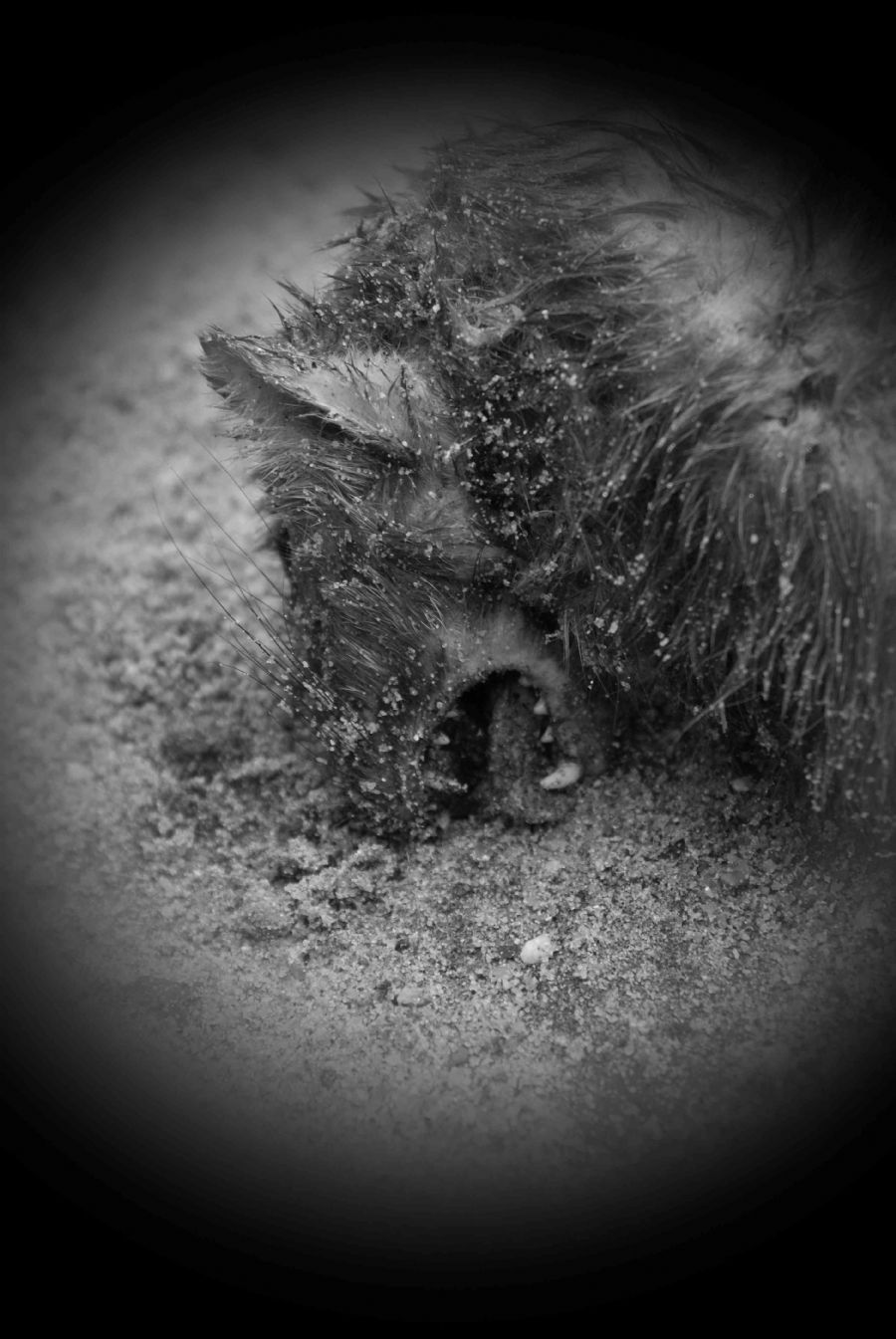 Bilen "vandt"