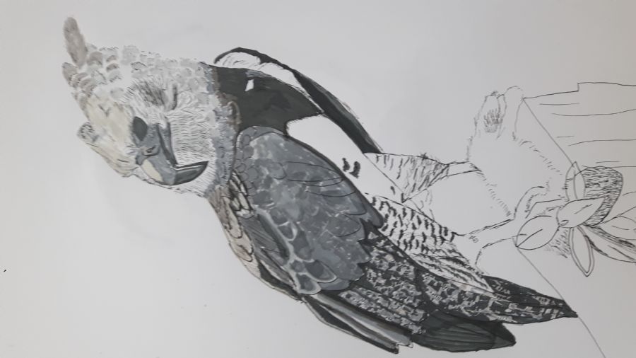 Ørn