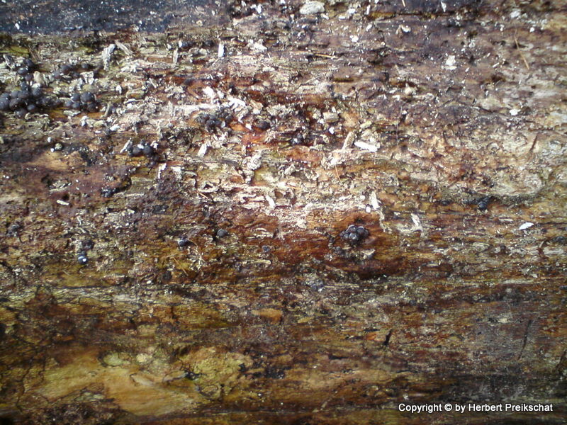 Bark 2